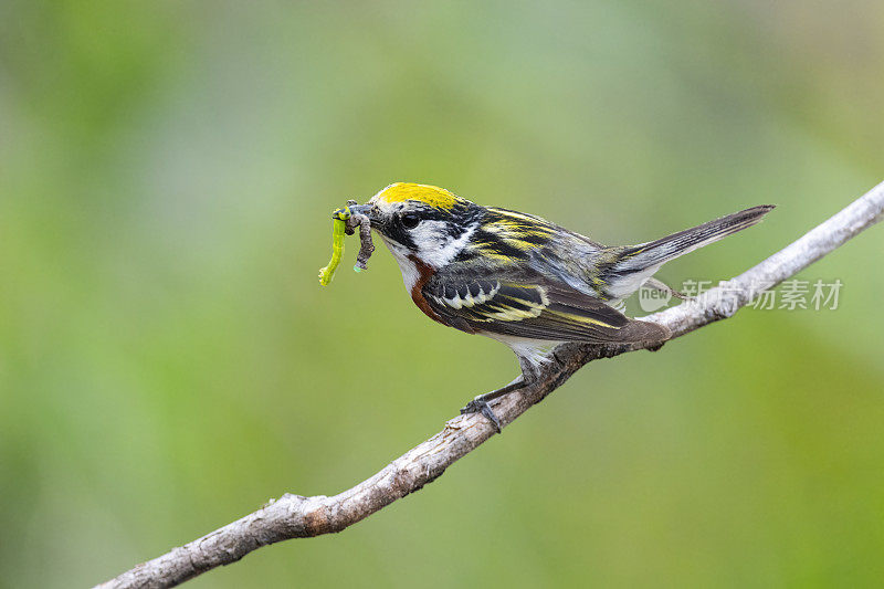 栗子边的莺，宾夕法尼亚的setophaga pensylvanica，鸟栖息